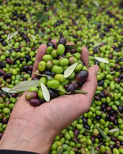 Picnic d'Autore in vigneto: l'Essenza del Lago di Garda a Lazise 13